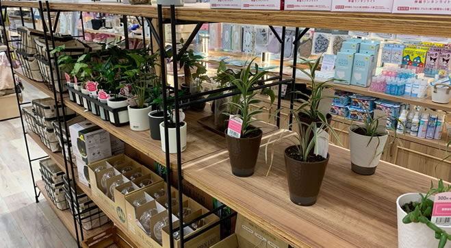 スリーピー 観葉植物